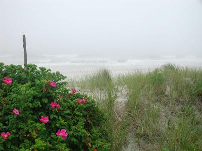 Foggy Beach  Roses