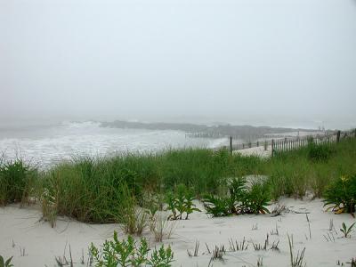 Foggy Shore