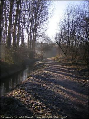 Chemin zebré de soleil. Bruxelles. Décembre 2004.