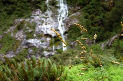 Milford Track Day 2