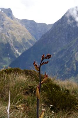 Milford Track Day 3