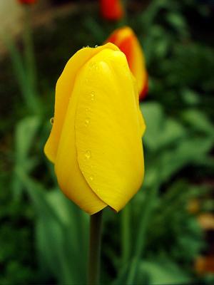 Yellow Tulip w/Dew