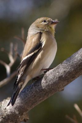 goldfinch 022.jpg