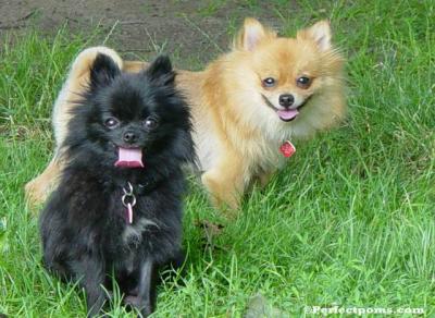 Pups 163.jpg
