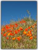 Blue Sky and Poppies