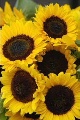 Genevieve Moyer: Sunflower