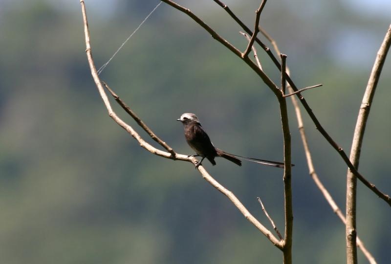 Long-tailed Tyrant