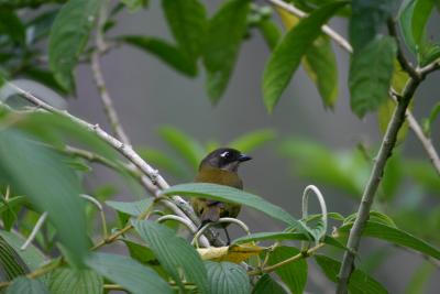 Common Bush-Tanager