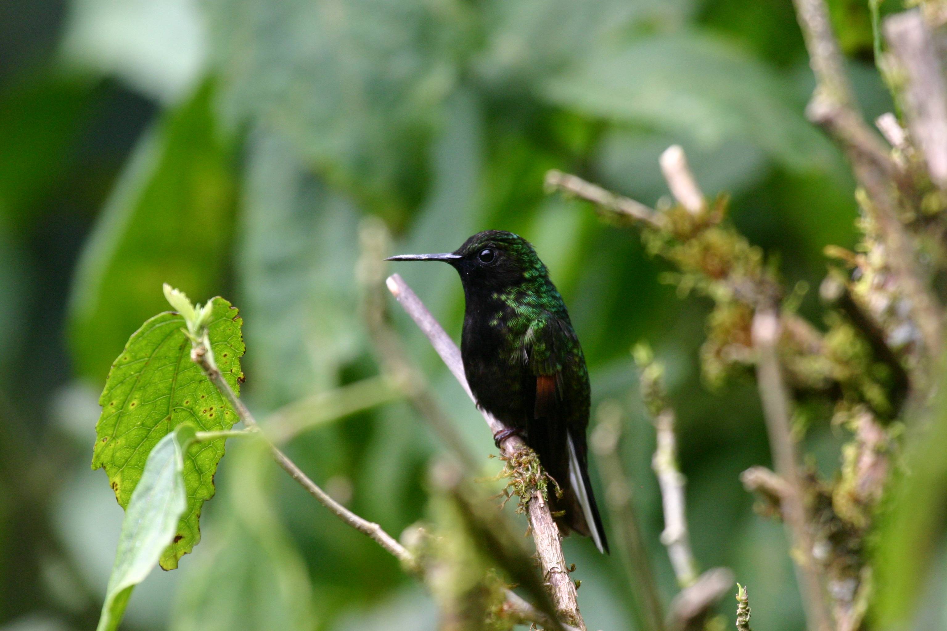 Black-bellied Hummingbird