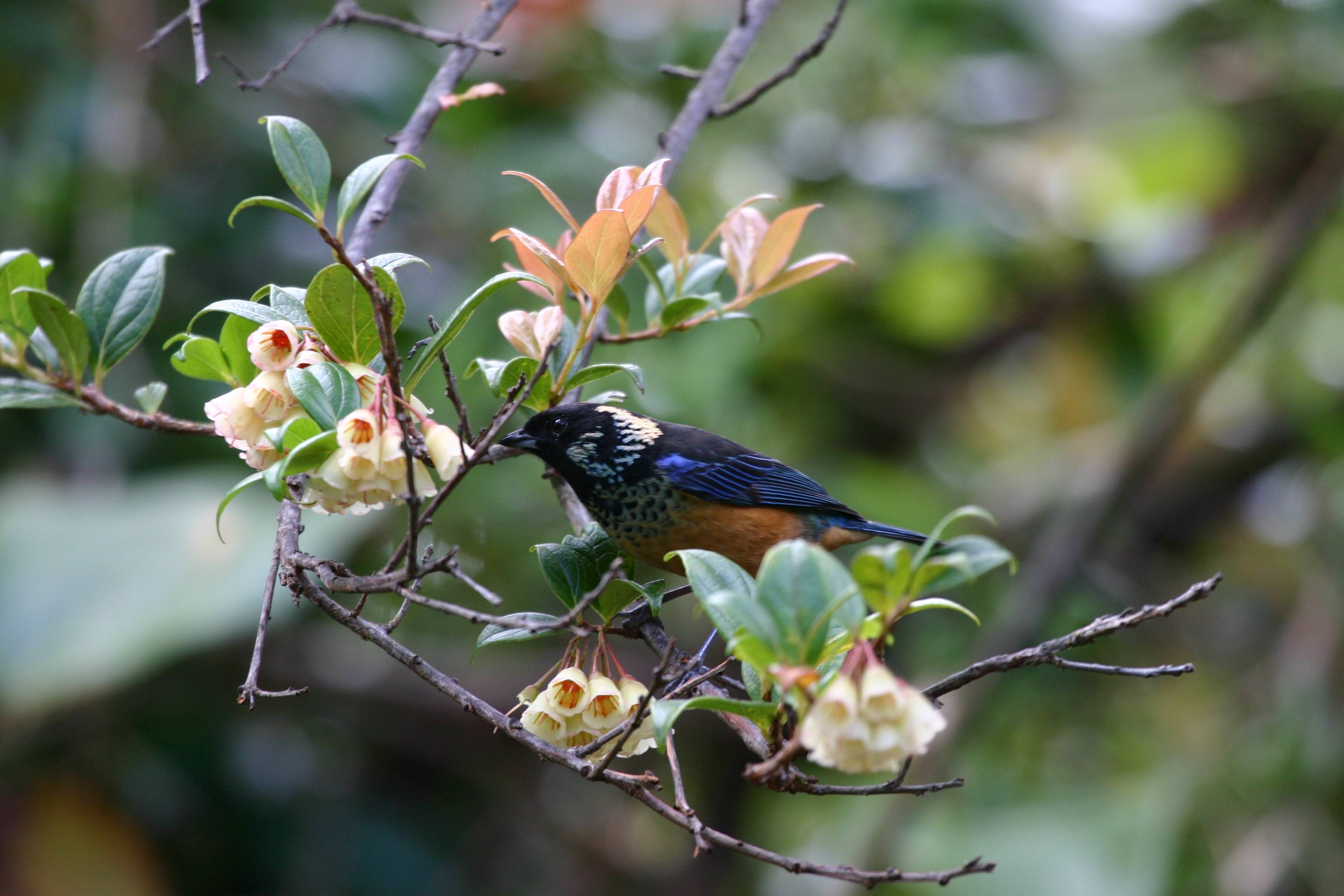 Spangled-cheeked Tanager