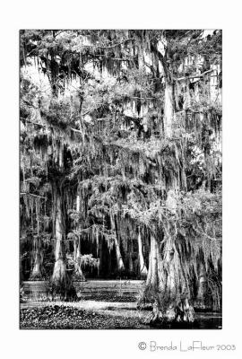 Caddo Cypress in B&W