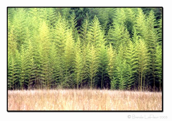 A Stand of Bamboo