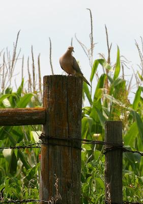 Mourning Dove
on a Fencepost