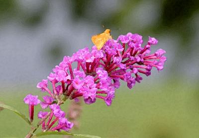 Yellow Butterfly
on a Butterfly Bush