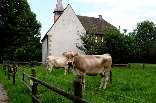 Swiss cows along Lake Zurich