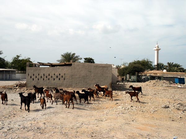Goats wandering in Dhayah, RAK