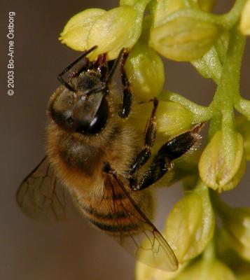 Sucking bee
(on Chiastophyllum oppositifolium)
