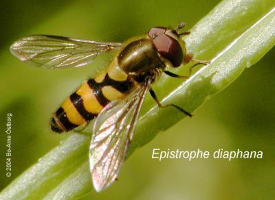 Hover fly Epistrophe diaphana