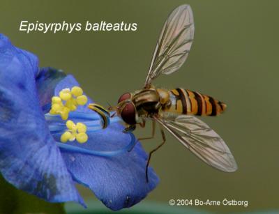 Hoverfly Episyrphus balteatus on flower of Commelina tuberosa