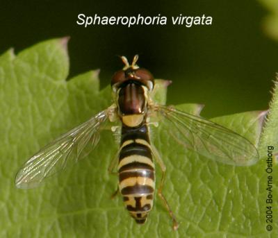Hoverfly Sphaerophoria virgata