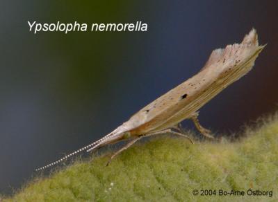 Ypsolopha nemorella