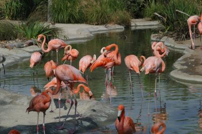 Flamingos At San Diego Zoo