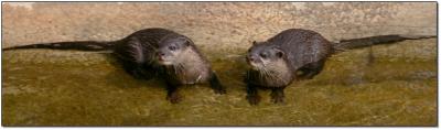 Dynamic Duo:  Asian small-clawed Otters