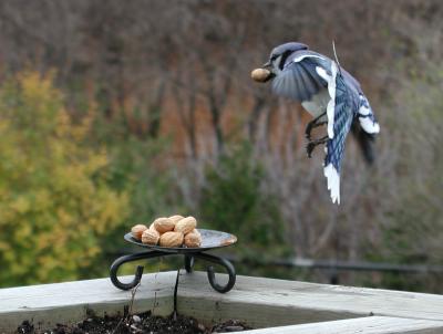 Blue Jay on our deck, November 2001