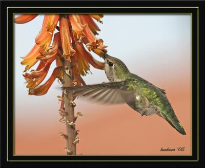 hummer at aloe bloom 1.jpg