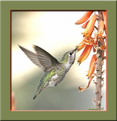 hummer at aloe bloom 2 IMB 4347.jpg