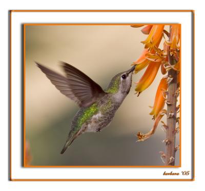 hummer feeding at aloe plant bloomsIMG_4347.jpg