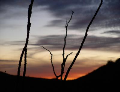 B080229.jpg - Through The Ocotillo