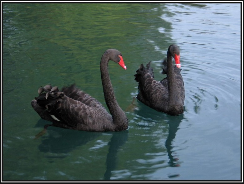 Black swanns