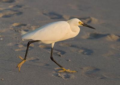 Snowy Egret Running.jpg