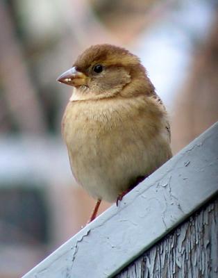 Moineau domestique - House sparrow