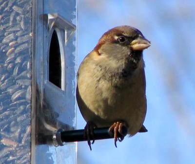 Moineau domestique - House sparrow