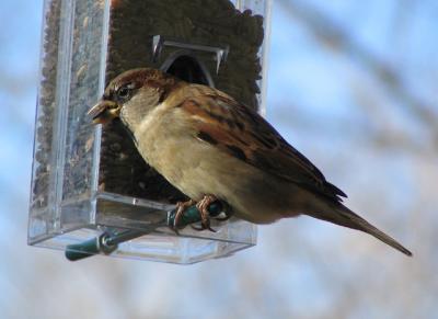 Moineau domestique - House sparrow