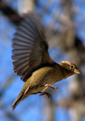 Moineau domestique - House sparrow