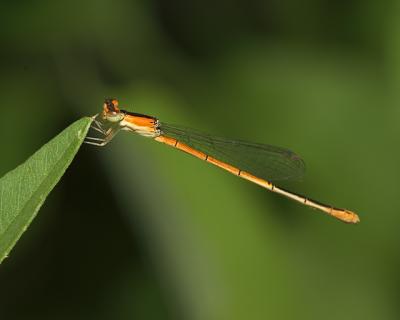 DamselFly5.jpg