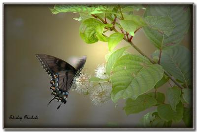 Madam butterfly-1.jpg