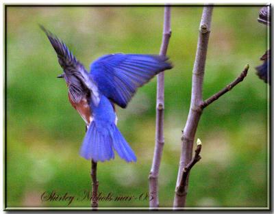 Blue Birds 2004 Louisiana