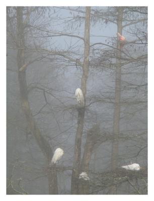 Egrets in the Fog