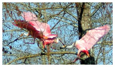 Roseate Spoonbills