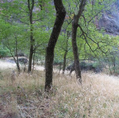 Fall Near the Zion Narrows