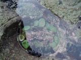 west coast trail- anemones in tidal pool