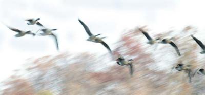 Geese Blur.jpg