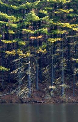 Impounding Pines AM.jpg