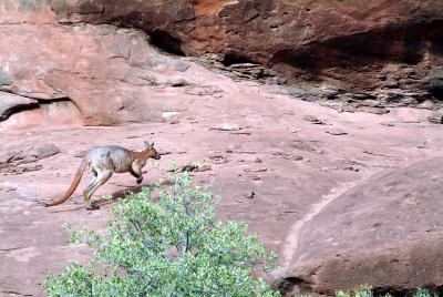 Kangaroo