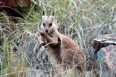 Damn, they see me, Black Footed Wallaby