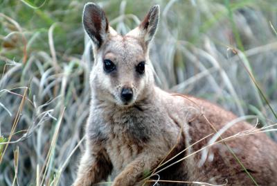 Black Footed Wallaby